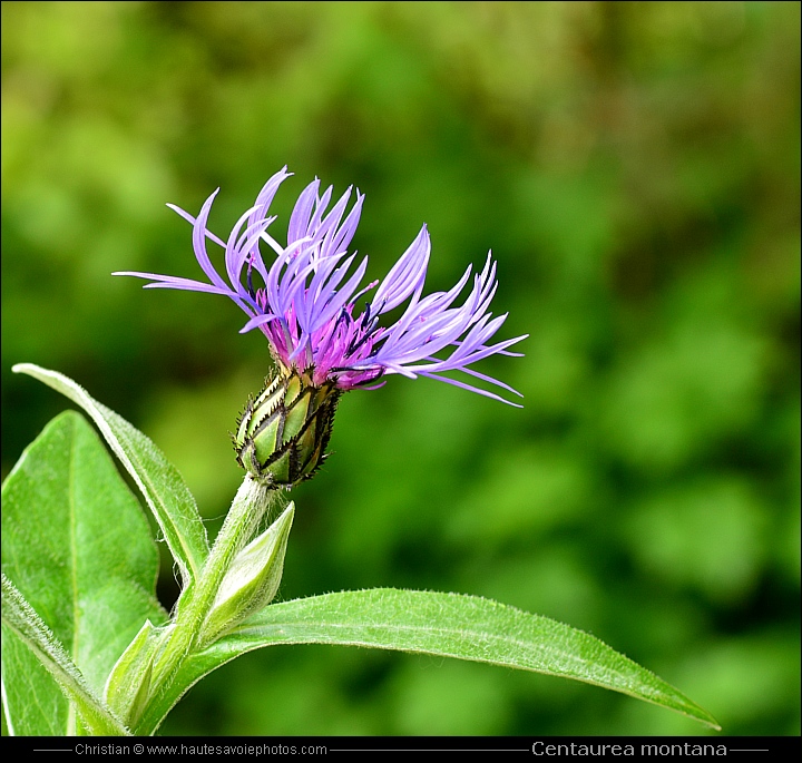 Bleuet de montagne - Centaurea montana ou Cyanus montanus